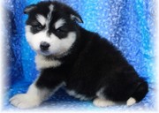 Alaskan Malamute puppies for free adoption